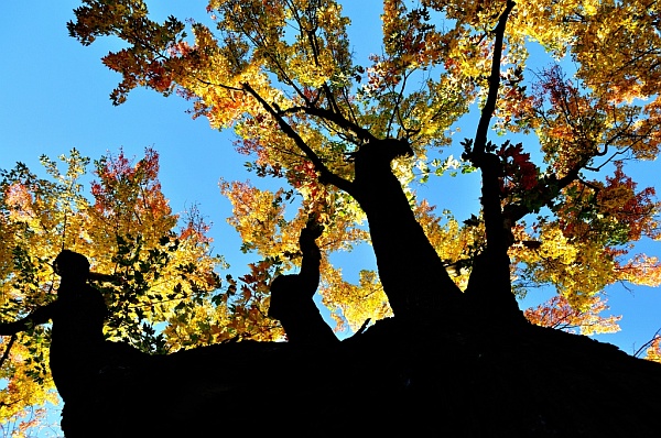 Couleurs d'automne d'un arbre mature