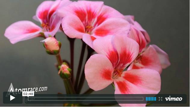 Vidéo accélérée d'une fleur de géranium.