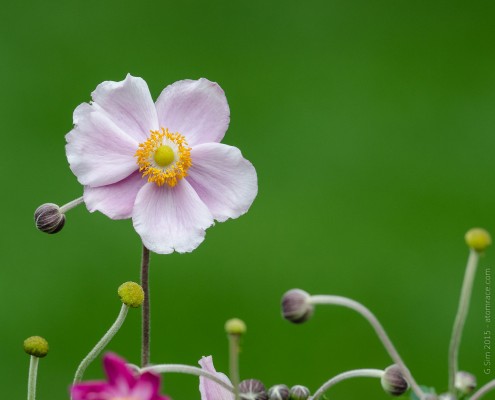 g.sim-2015-Delicates-fleursGS1_8555