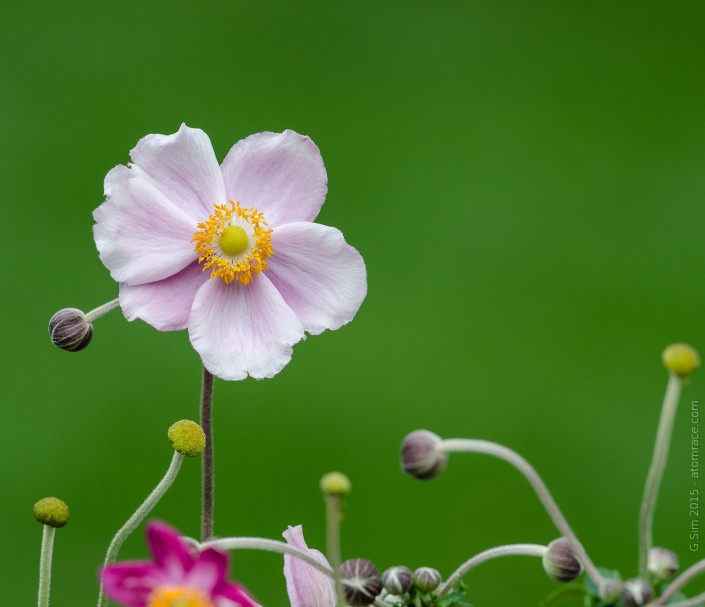 Au sommet g.sim-2015-Delicates-fleursGS1_8555