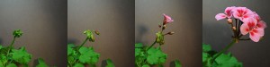 time-lapse d'un géranium - technique de la vidéo accélérée -