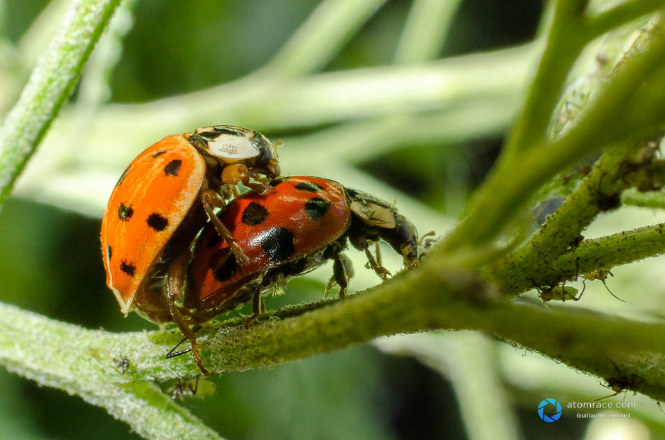 Coccinelles qui s'acoquinent