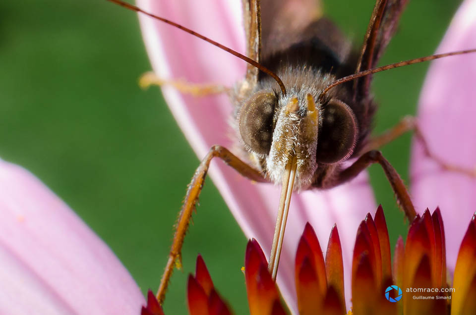 Petite papillon qui déroule sa trompe afin de collecter le merveilleux nectar