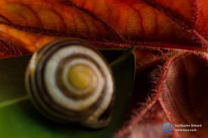 focus de destination