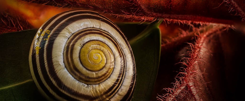 Escargot photographié avec la méthode de la fusion des calques (focus stacking)