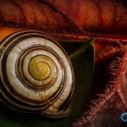 Escargot photographié avec la méthode de la fusion des calques (focus stacking)
