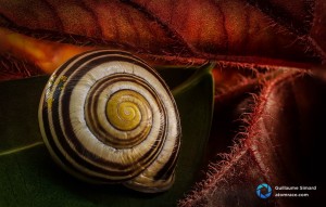 Escargot photographié avec la méthode de la fusion des calques (focus stacking)