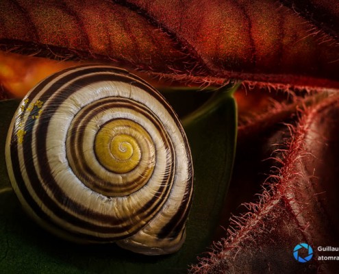 Escargot photographié avec la méthode de la fusion des calques (focus stacking)