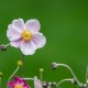 g.sim-2015-Delicates-fleursGS1_8555