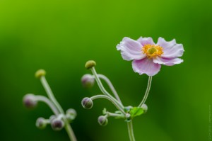 g.sim-2015-Delicates-fleursGS1_8713