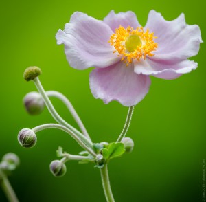 g.sim-2015-Delicates-fleursGS1_8726-Edit