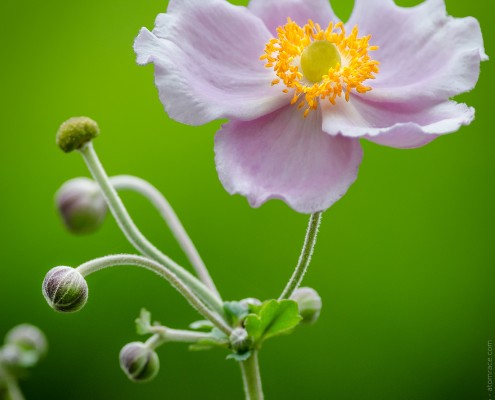 g.sim-2015-Delicates-fleursGS1_8726-Edit
