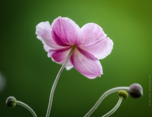 g.sim-2015-Delicates-fleursGS1_8734