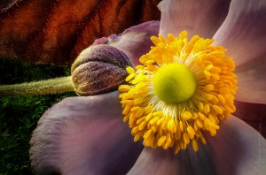 stacked-bourgeon-et-fleur-sur-mousse-verte