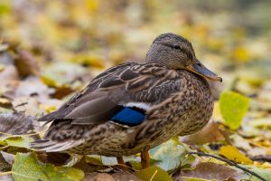 Canard - Ça marche Doc! au domaine Maizerets